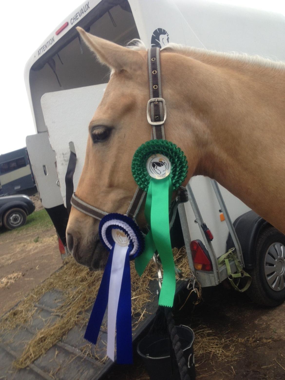 Anden særlig race Gloria (SOLGT) - Morsø 2013!<3  billede 7