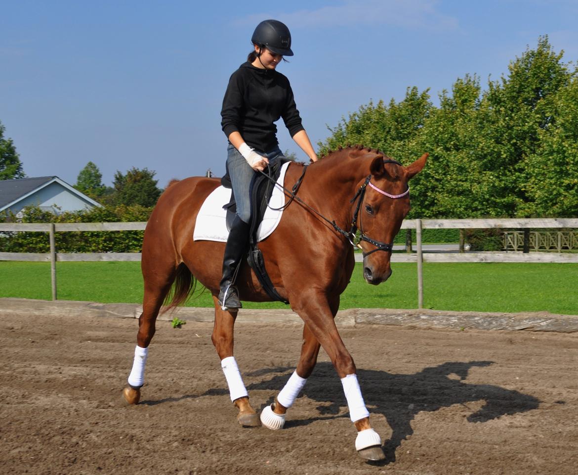 Dansk Varmblod Bæk's Florence  ~ Soulmate ~  R.I.P d. 23/01-201 - Tilgivelse er ikke at glemme det, der er sket. Tilgivelse er at slippe bindingen til det der skete og den, der forurettede en, og give sin fulde energi og opmærksomhed til at leve livet helt igen billede 2