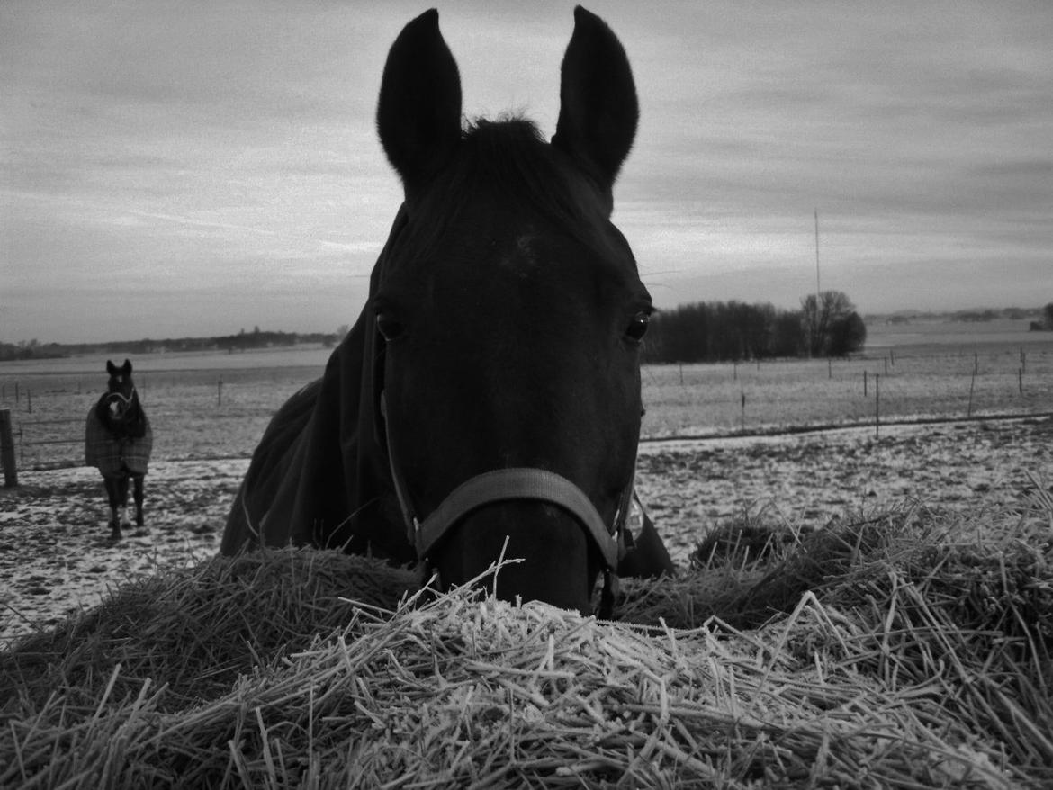 Dansk Varmblod Bæk's Florence  ~ Soulmate ~  R.I.P d. 23/01-201 - En sand ven gået bort og har efterladt dig med savn og smerte. Så husk, at hun altid vil leve videre på den varmeste plads i dit hjerte billede 9