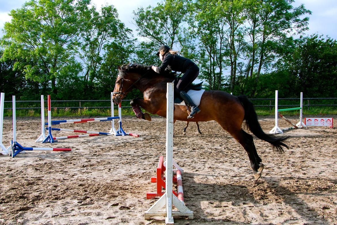 Anden særlig race Dalby's Lotte billede 8