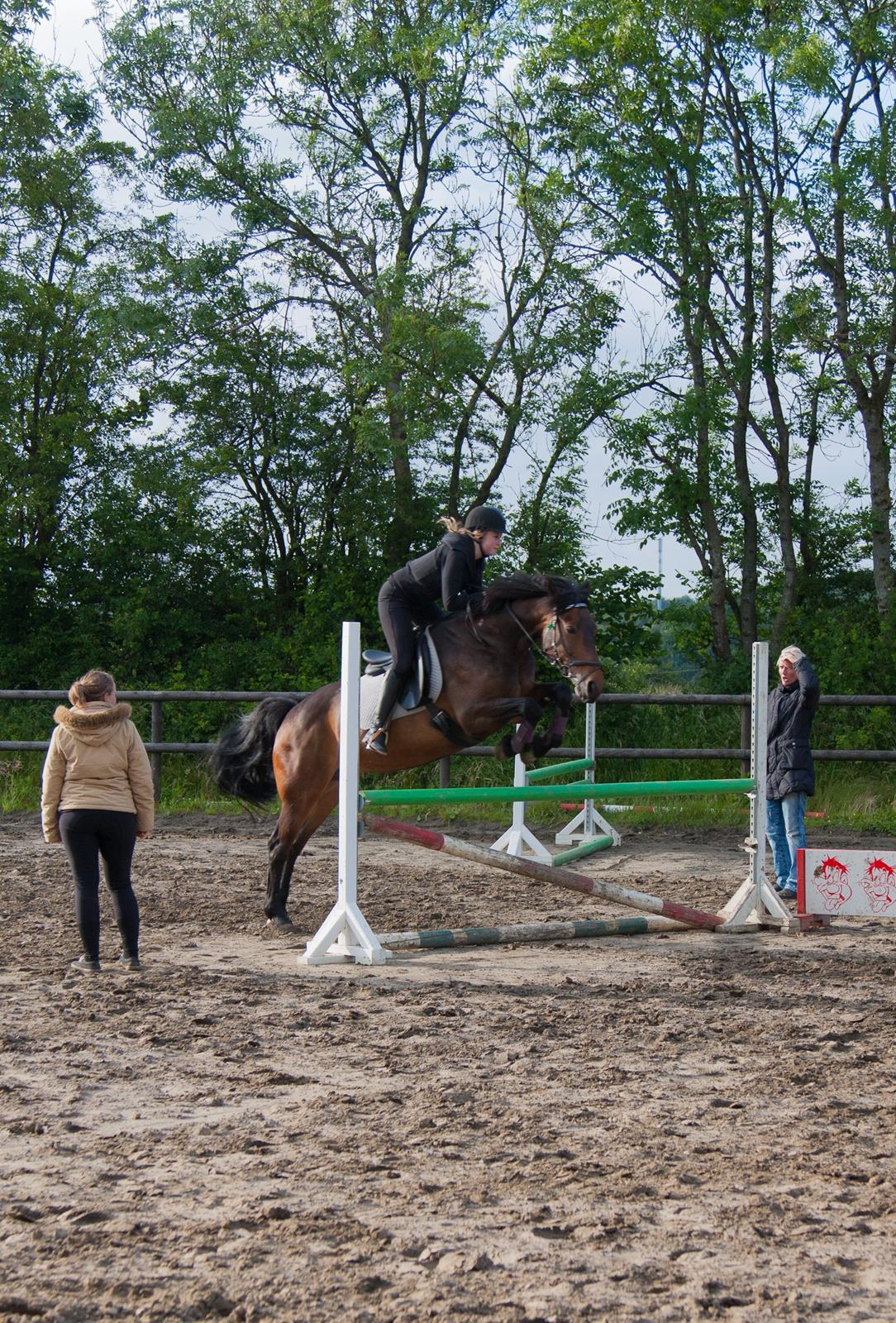 Anden særlig race Dalby's Lotte billede 9