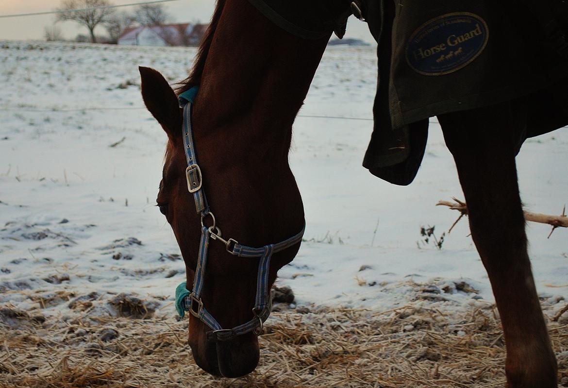 Dansk Varmblod Bæk's Florence  ~ Soulmate ~  R.I.P d. 23/01-201 - Love is like a war, easy to start, difficult to stop, and never to forget billede 5