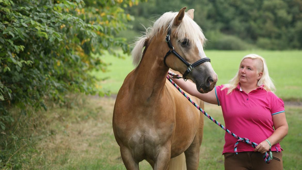 Haflinger Edda-Fiamona - Velkommen til Edda´s profil :) Lig gerne en kommentar :) billede 1