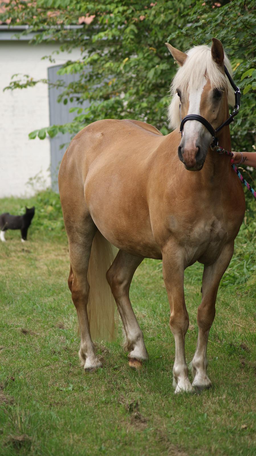 Haflinger Edda-Fiamona billede 15