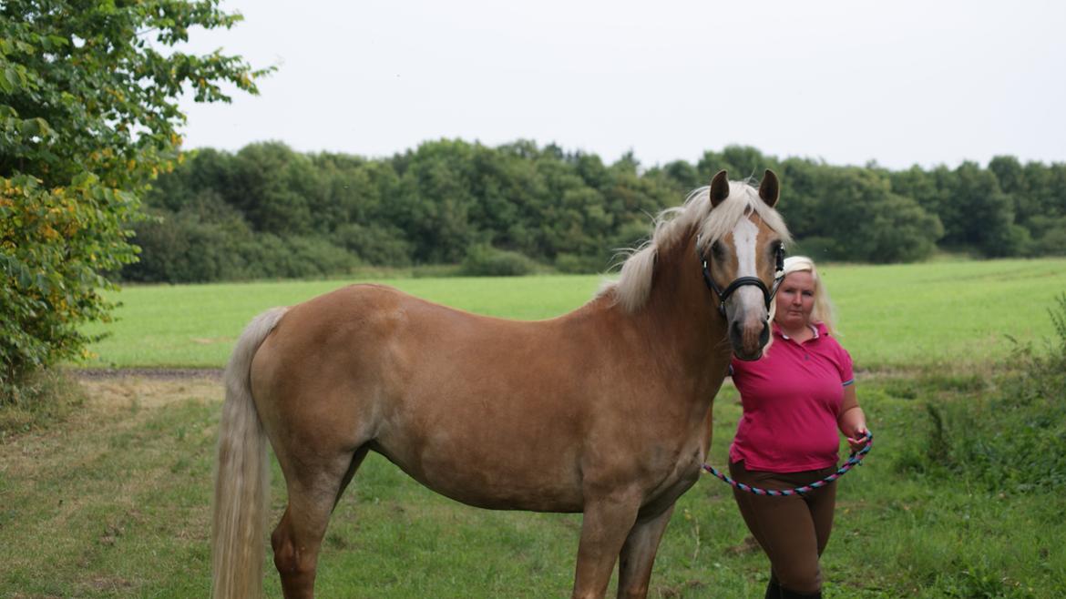 Haflinger Edda-Fiamona - Smukke Edda efter hun er blevet vasket :) billede 16