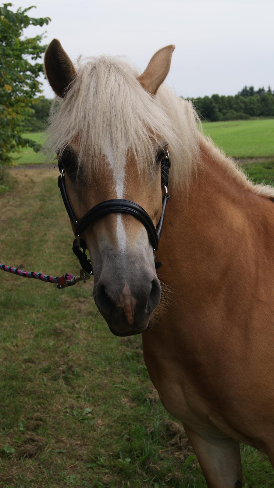 Tyroler Haflinger Valua <3 - Velkomme til Valua´s profil :)  
Lig gerne en kommentar :) billede 1