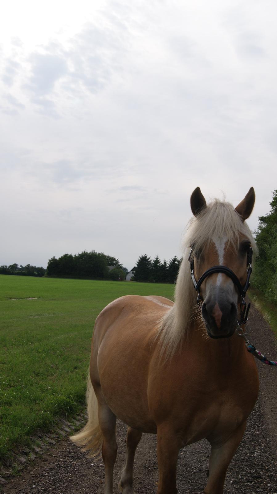Tyroler Haflinger Valua <3 billede 3