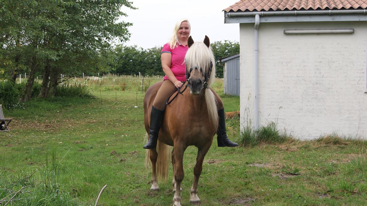 Haflinger Montana billede 14