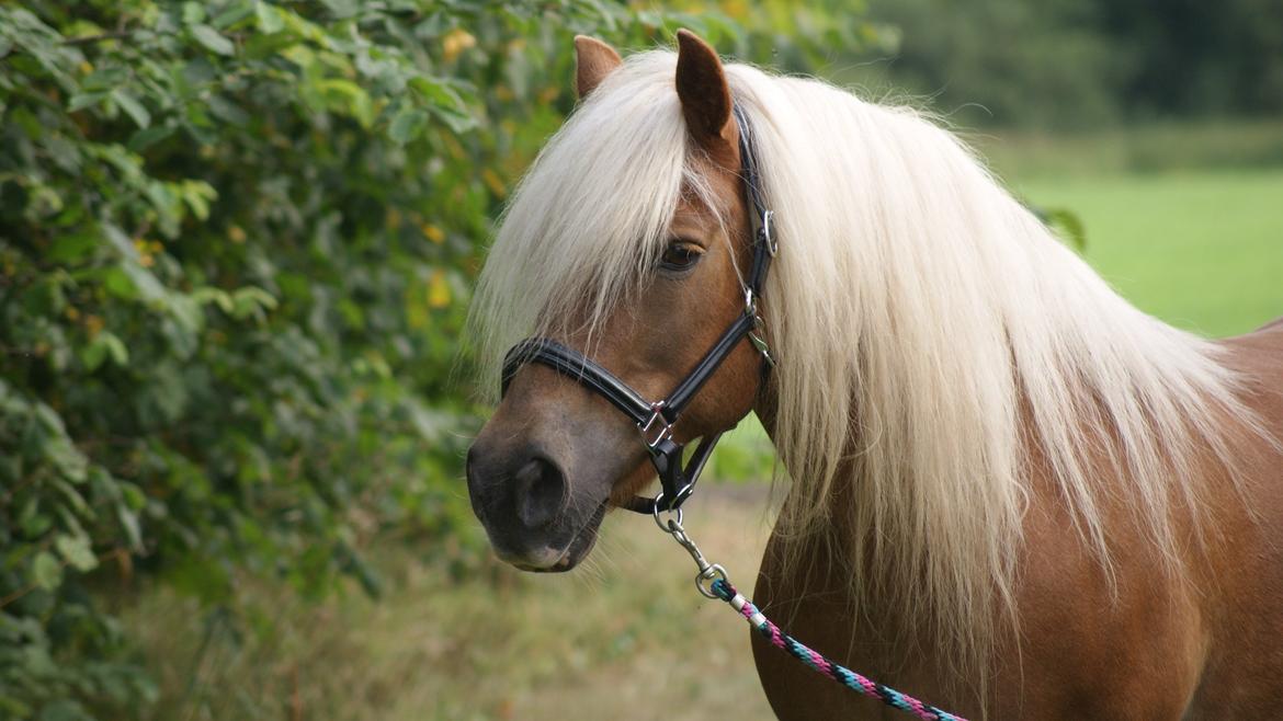 Haflinger Montana billede 25