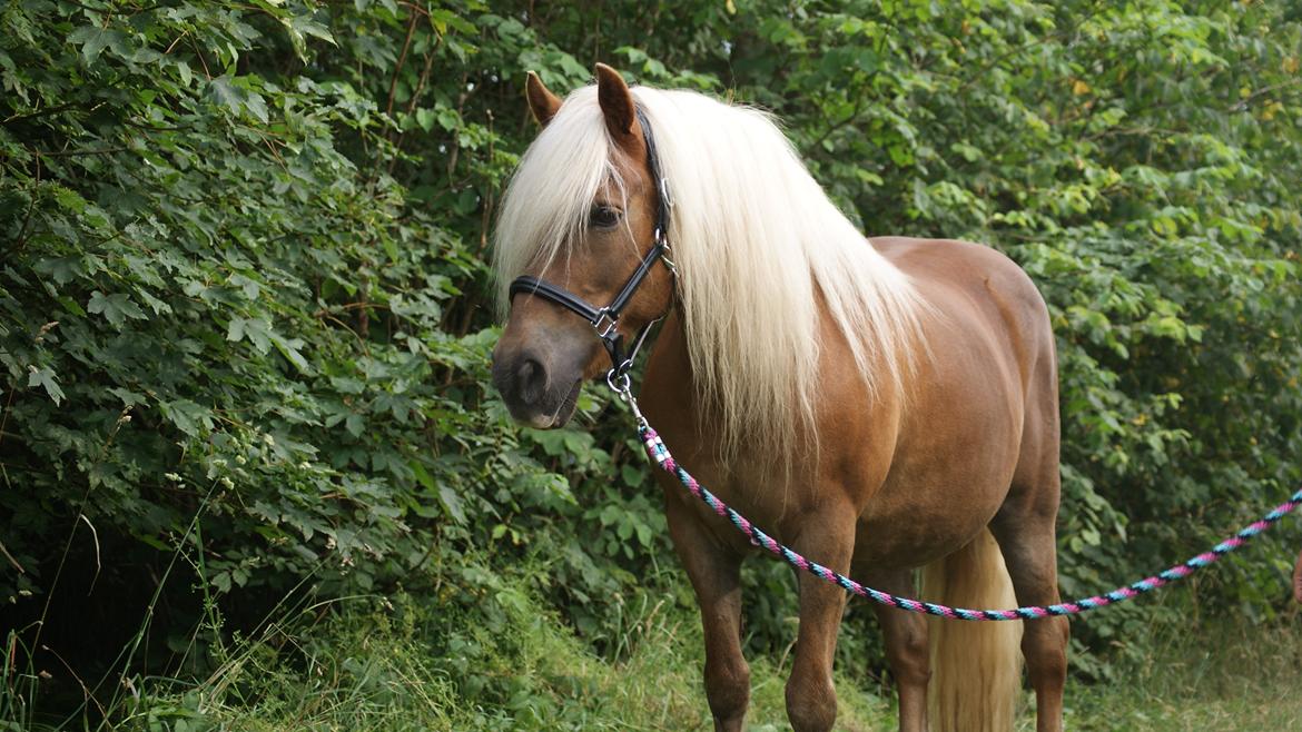 Haflinger Montana billede 8