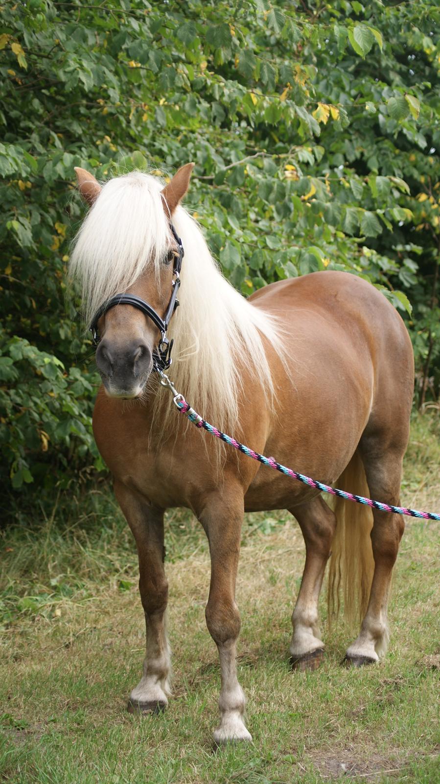 Haflinger Montana billede 19