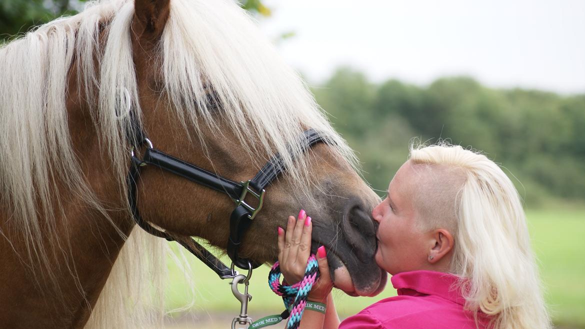 Haflinger Montana - True love <3 billede 3