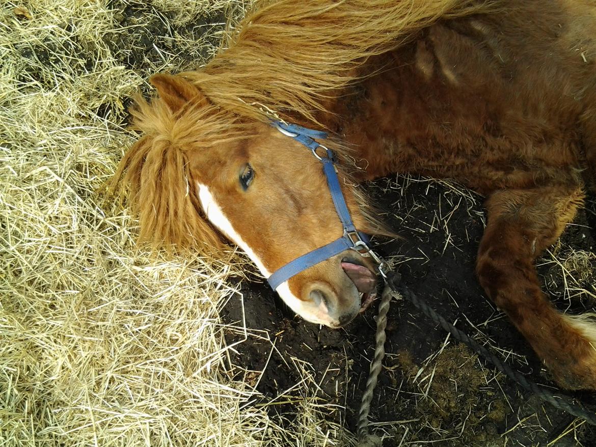 Islænder Blesi - Dopet efter kastrationen :b billede 5