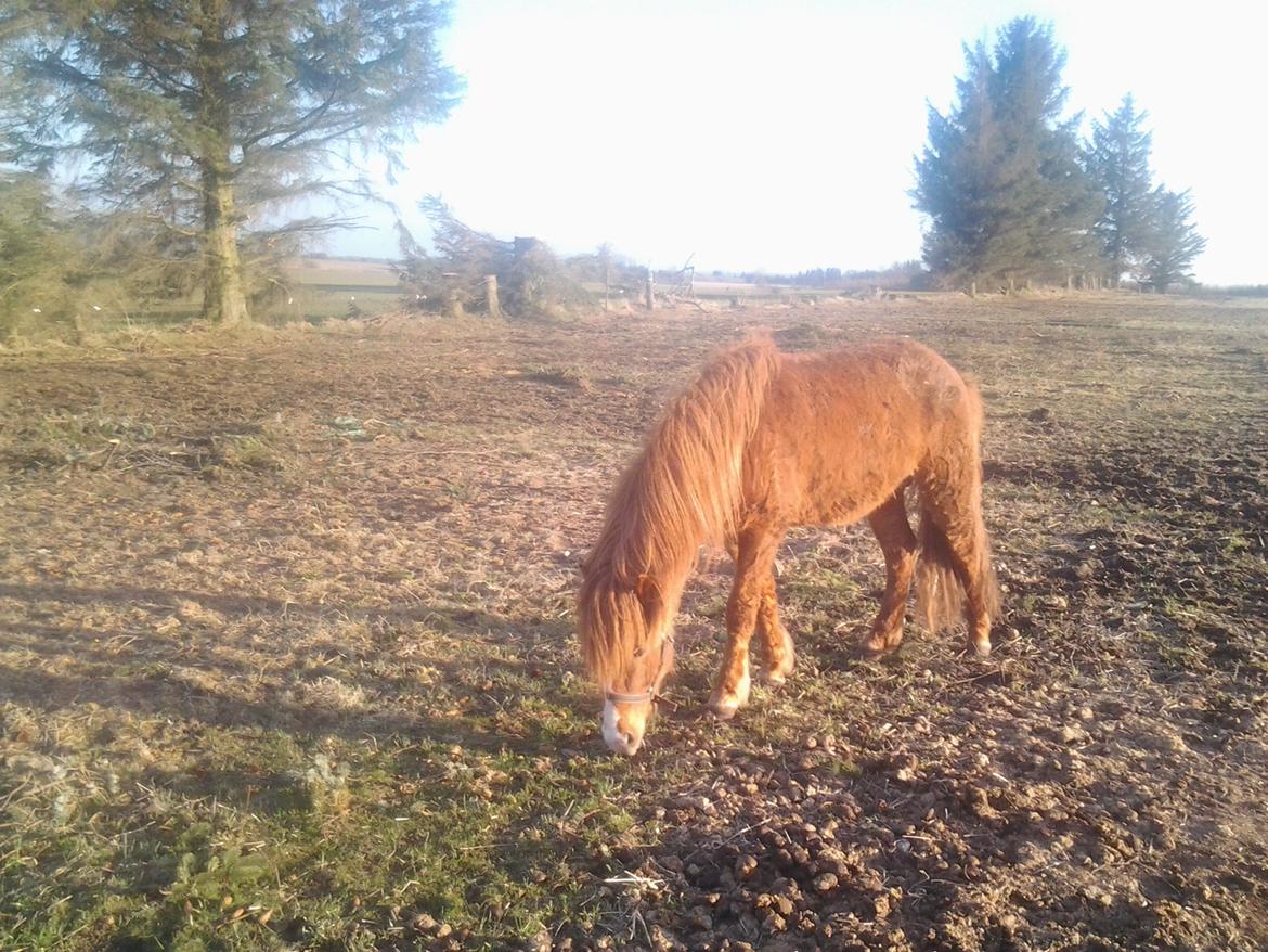 Islænder Blesi billede 2