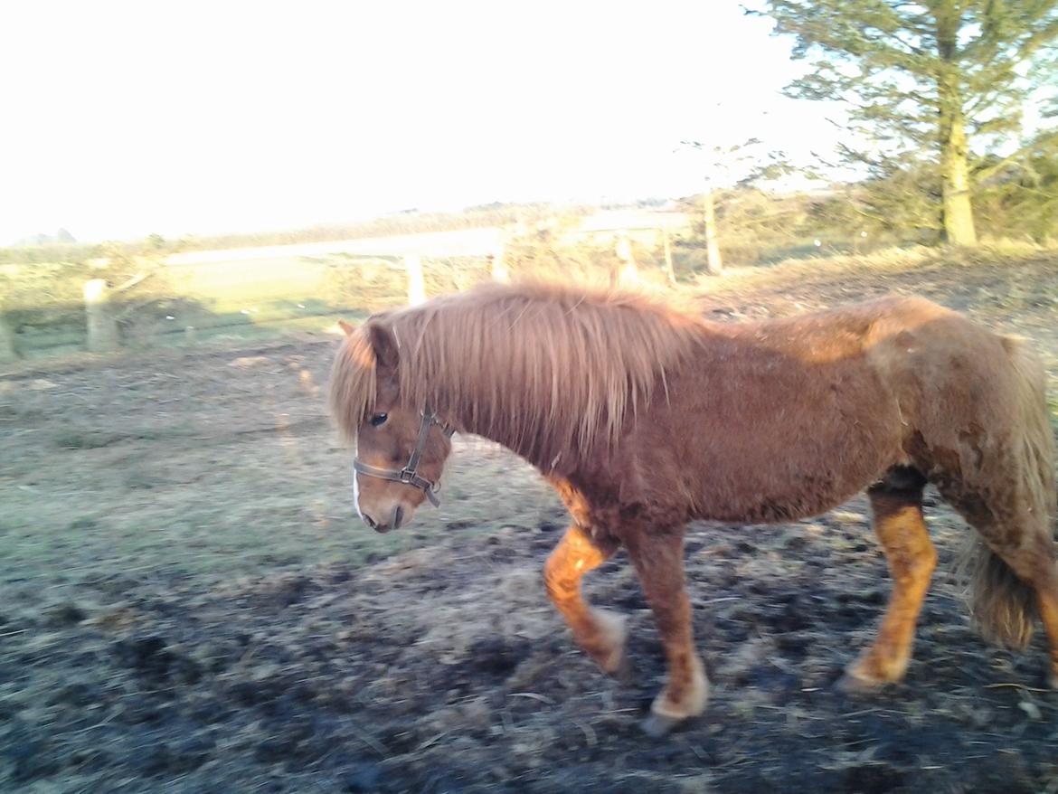 Islænder Blesi billede 3