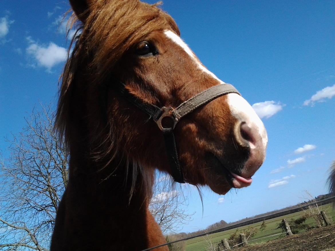 Islænder Blesi billede 4