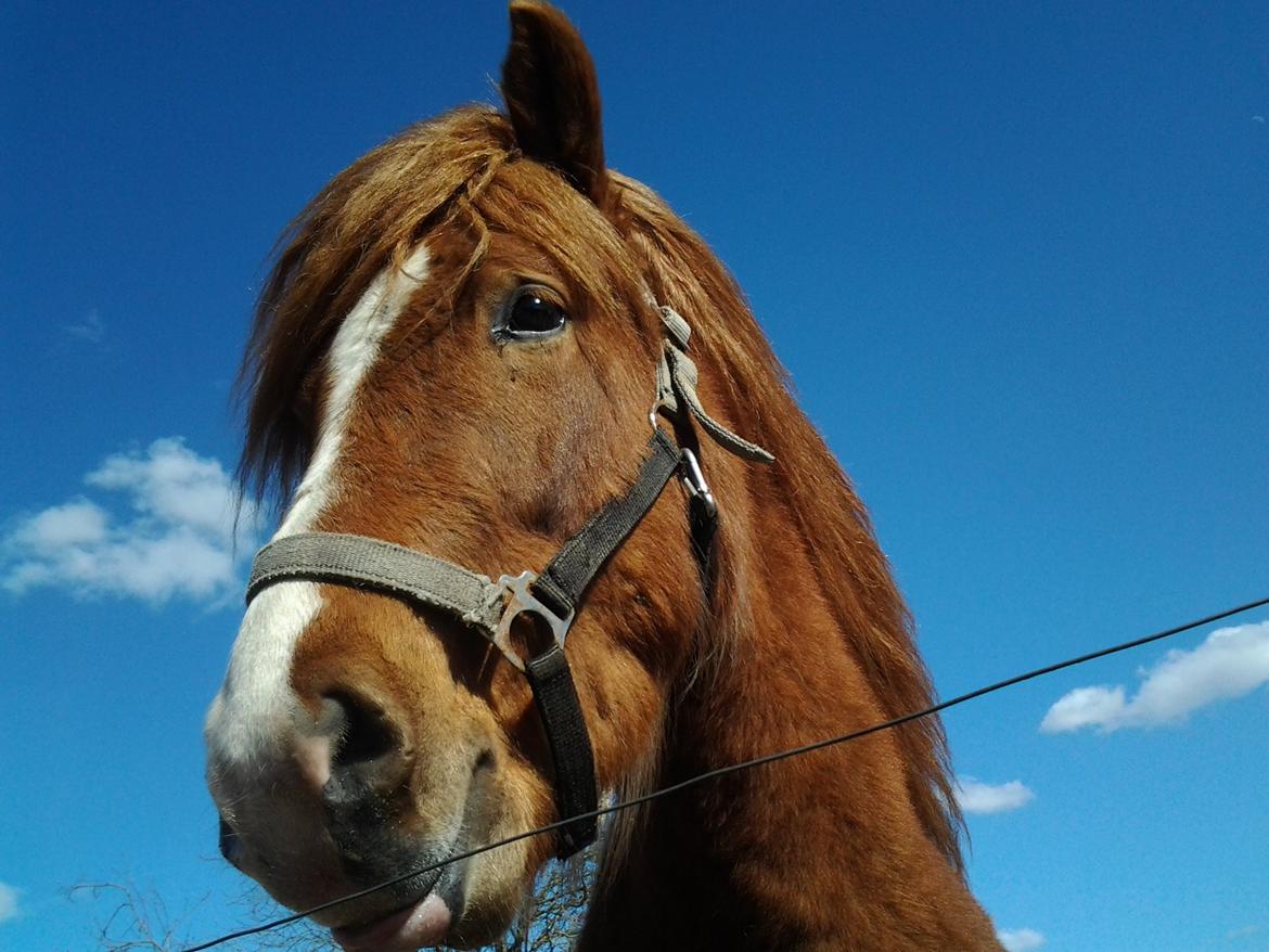 Islænder Blesi - We lose ourselves in the things we love, but we find ourselves there too.  billede 6