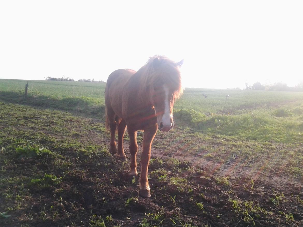 Islænder Blesi billede 7