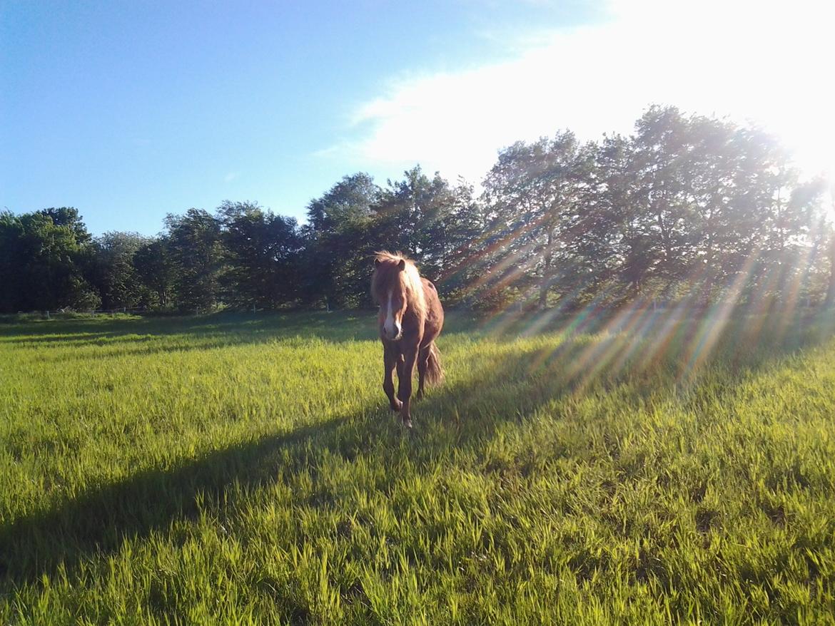 Islænder Blesi billede 8