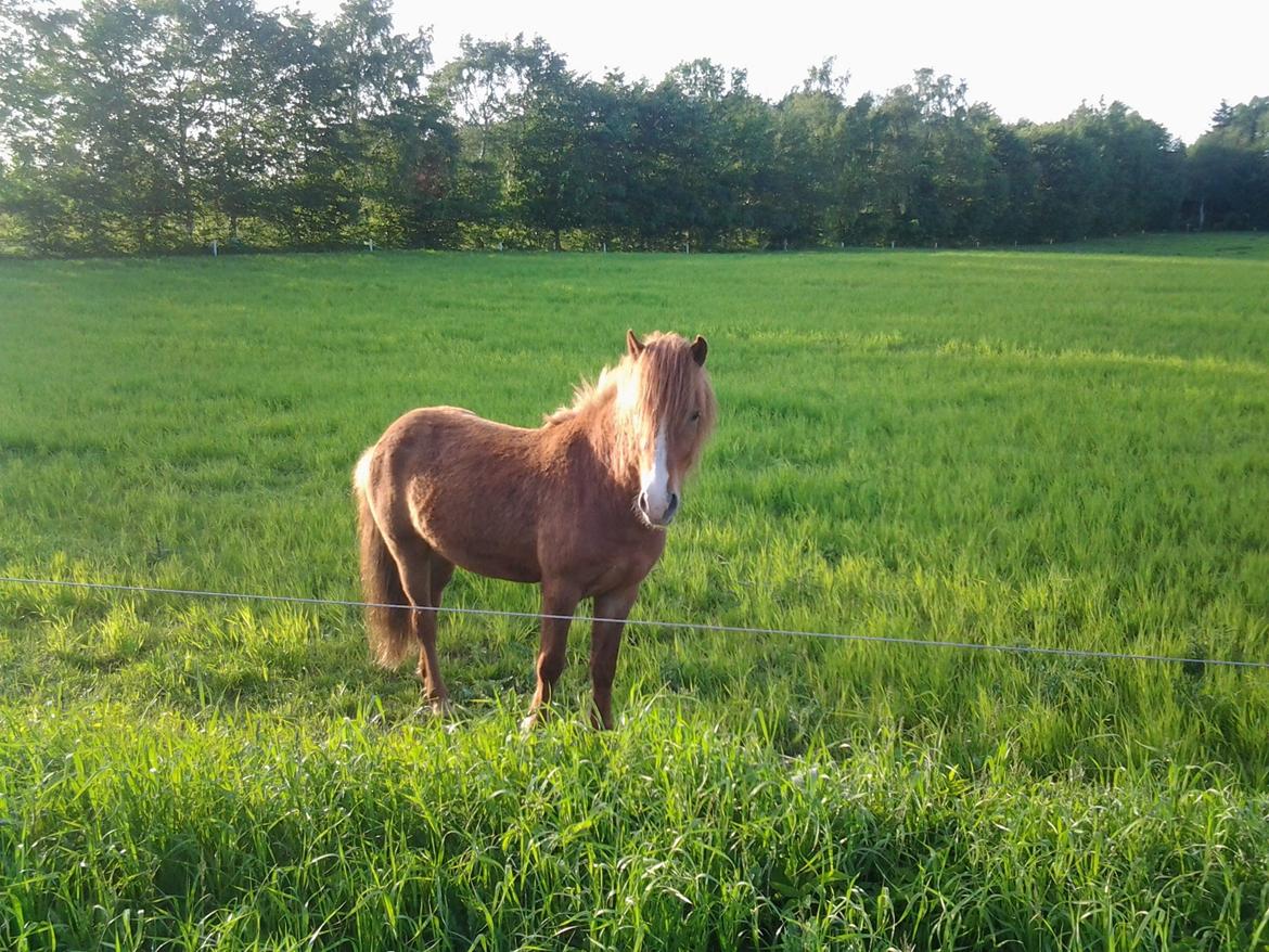 Islænder Blesi billede 9