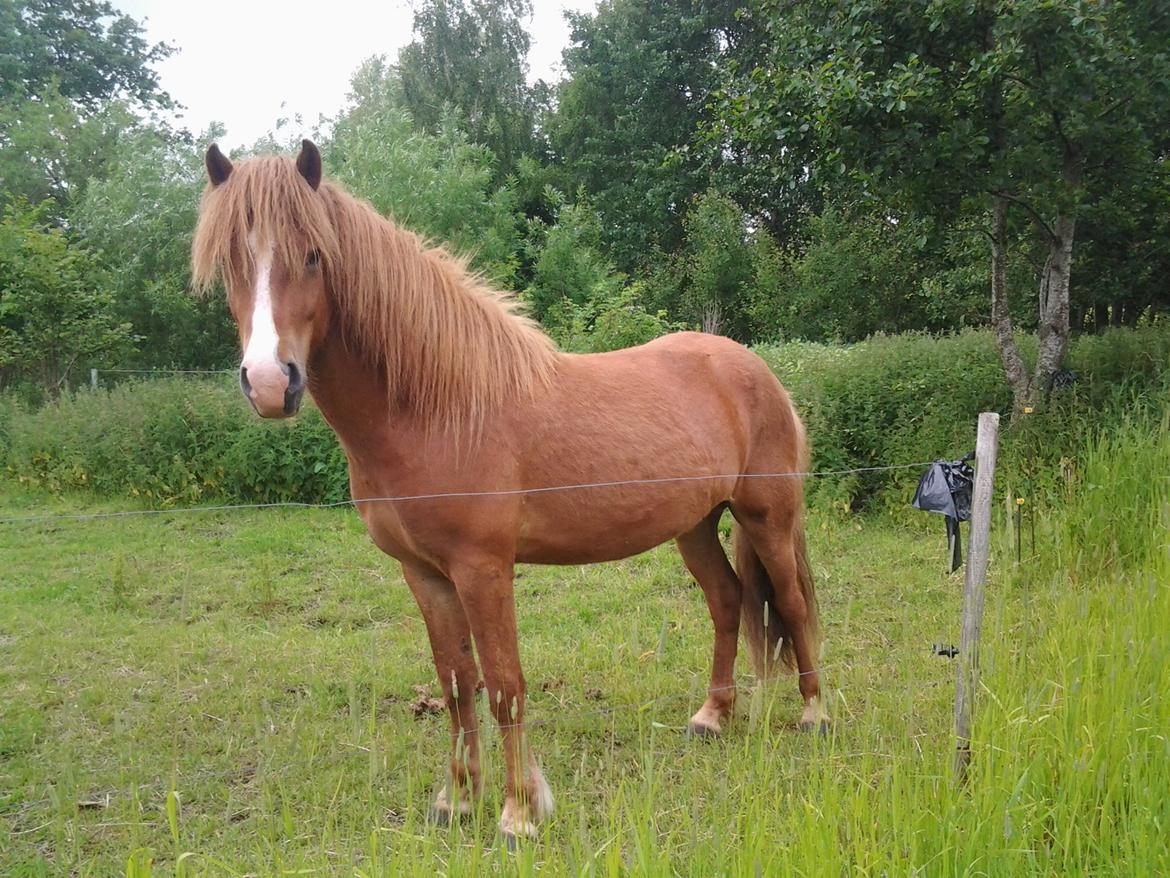 Islænder Blesi billede 10