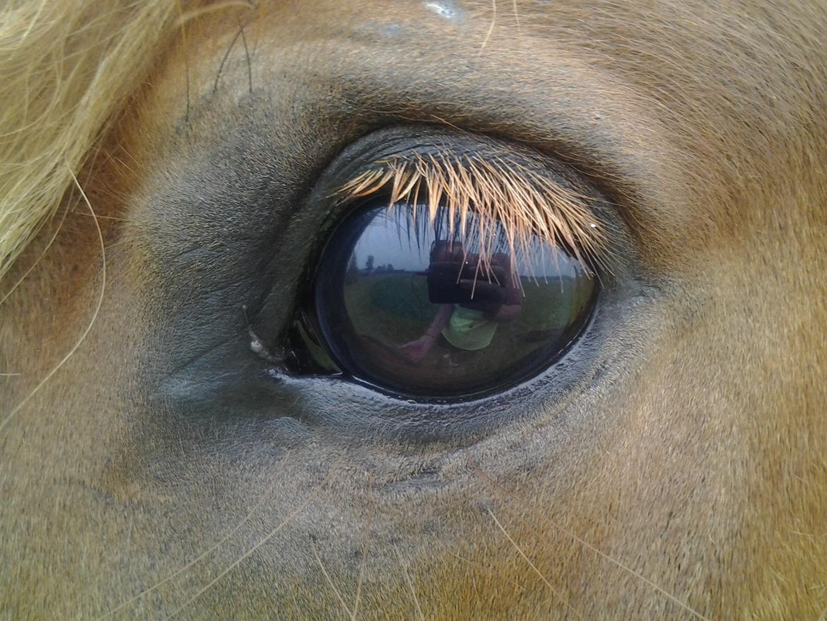 Islænder Blesi - "If you ever feel lost, look into my eyes & I'll show you the way" billede 11