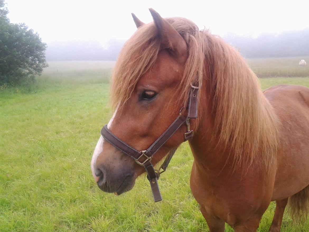 Islænder Blesi billede 12