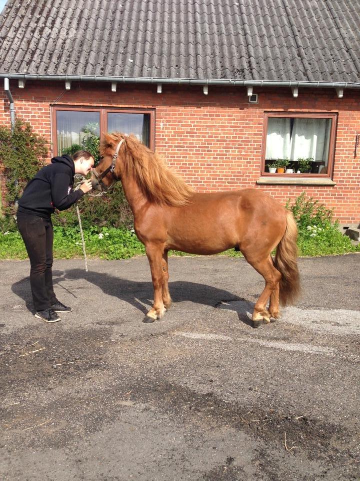 Islænder Blesi - So lets have the time of our lives, like we got nothing to lose. <3 billede 13