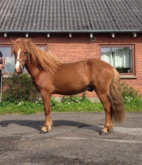 Islænder Blesi - Velkommen til - smid en bedømmelse og en kommentar - tak :) billede 1