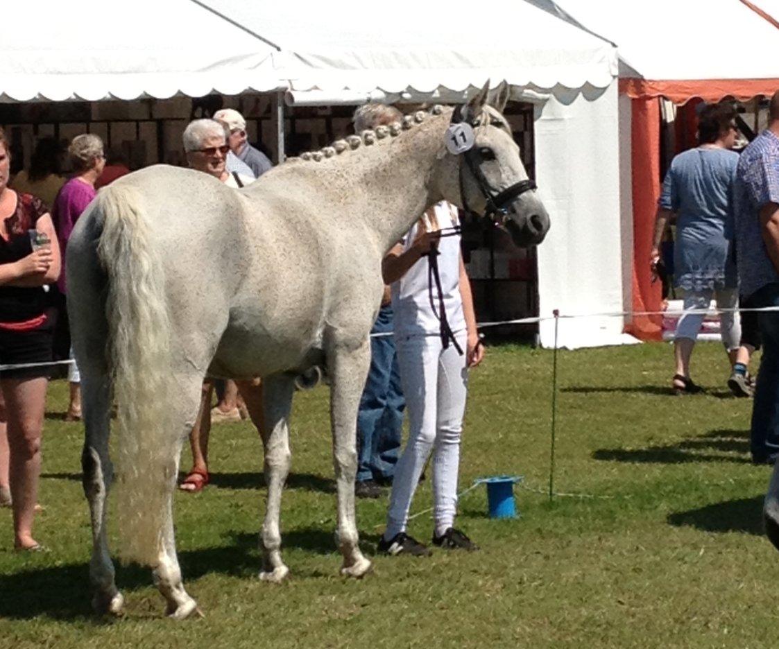 Arabisk fuldblod (OX) Lady Charlott OX - På Gørlev hesteskue og kræmmermarked 2013, i ringen til mønstring  billede 14