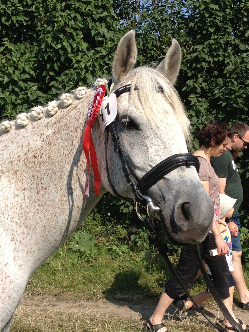Arabisk fuldblod (OX) Lady Charlott OX - På Gørlev hesteskue og kræmmermarked 2013. Vandt 3 rosetter :-) billede 17