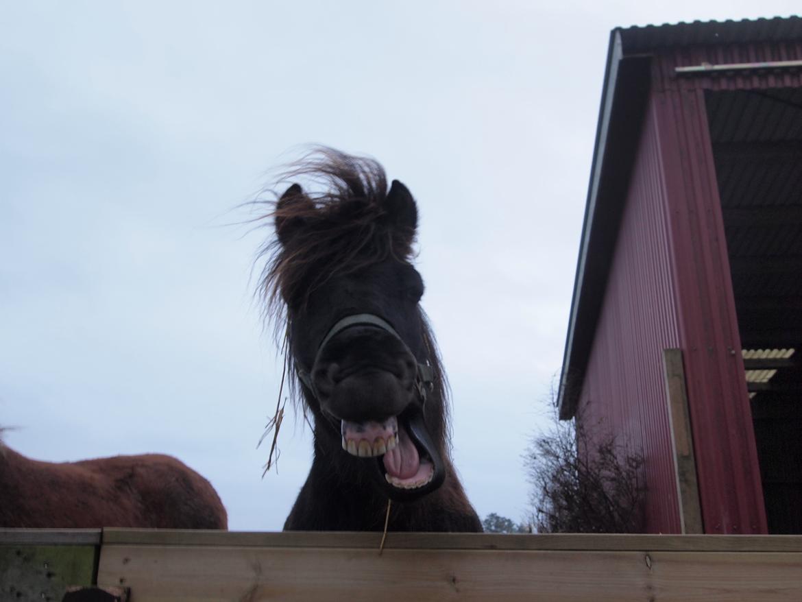 Islænder Kolfur fra Lipo billede 1