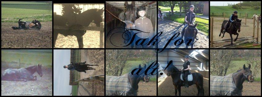 Anden særlig race Zafir  † - Tak for alt zafir! <3  billede 13