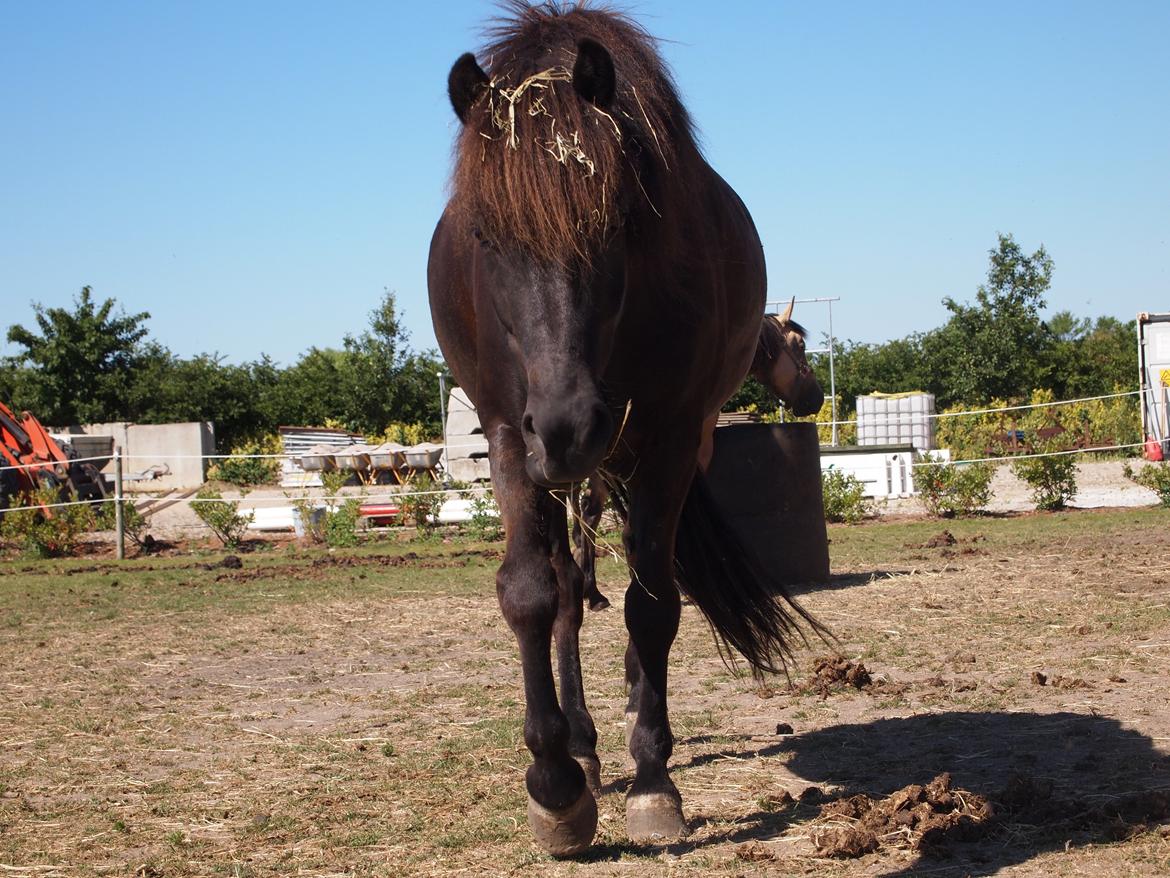 Islænder Kolfur fra Lipo billede 2