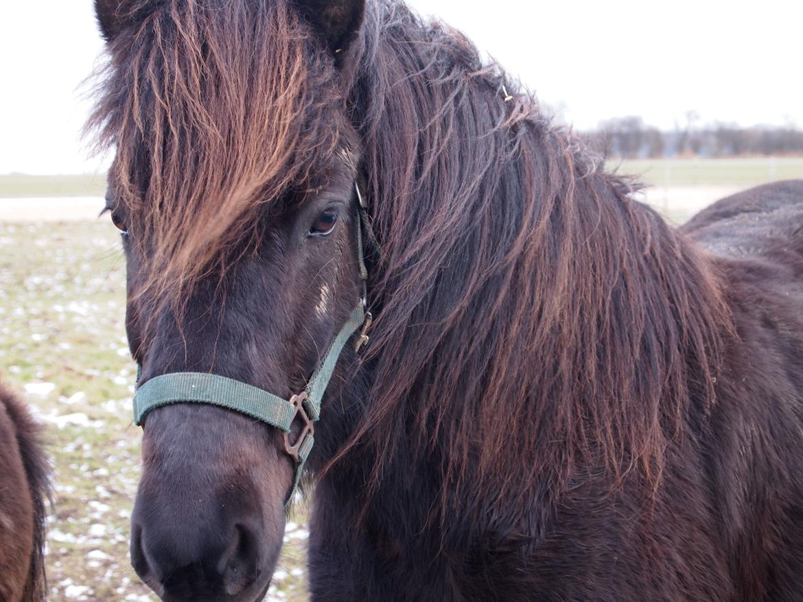 Islænder Kolfur fra Lipo billede 4
