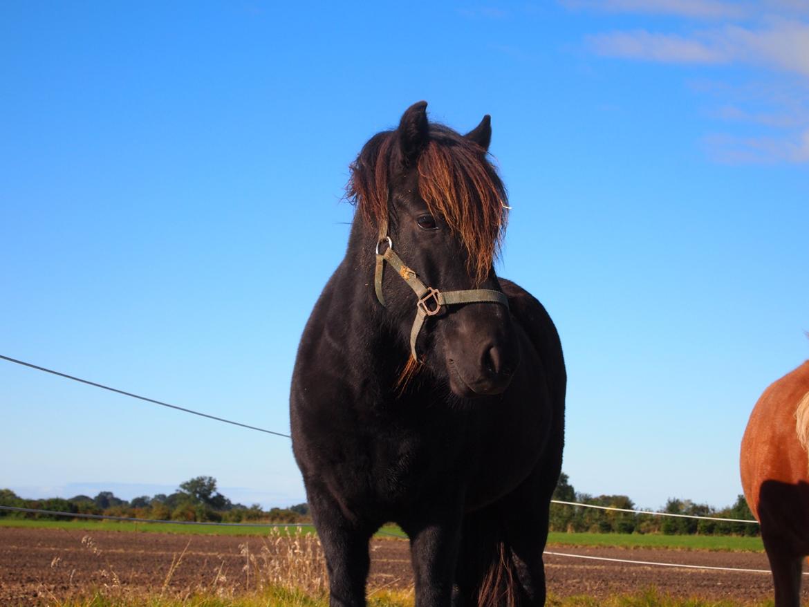 Islænder Kolfur fra Lipo billede 5