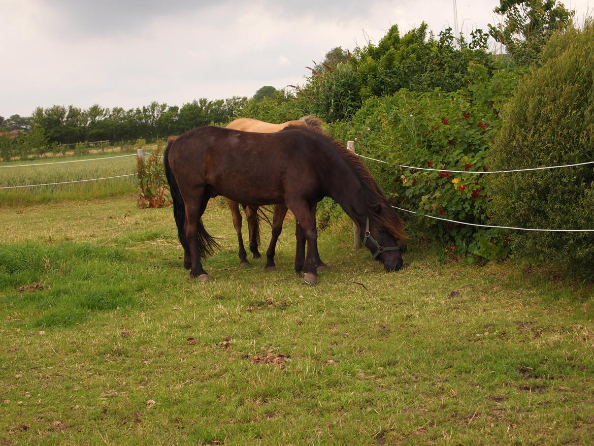 Islænder Kolfur fra Lipo billede 3