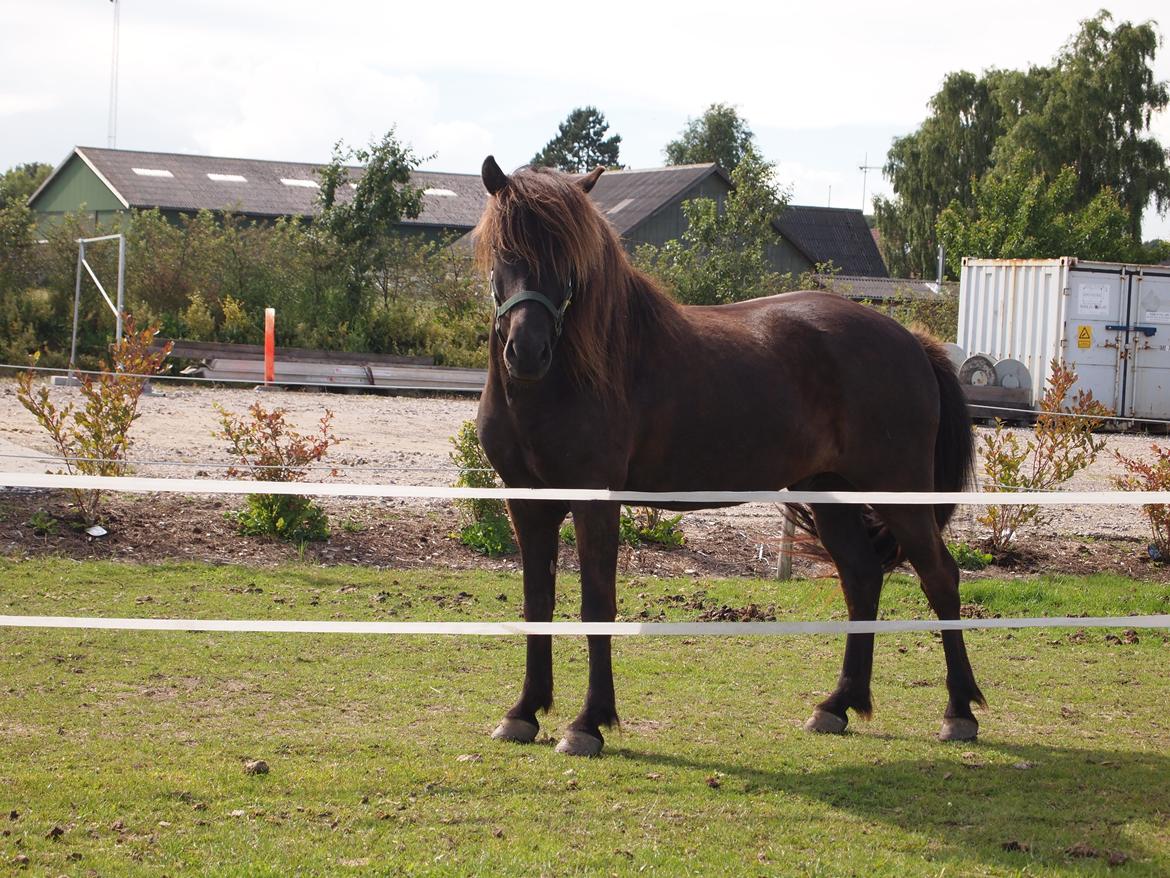 Islænder Kolfur fra Lipo billede 6