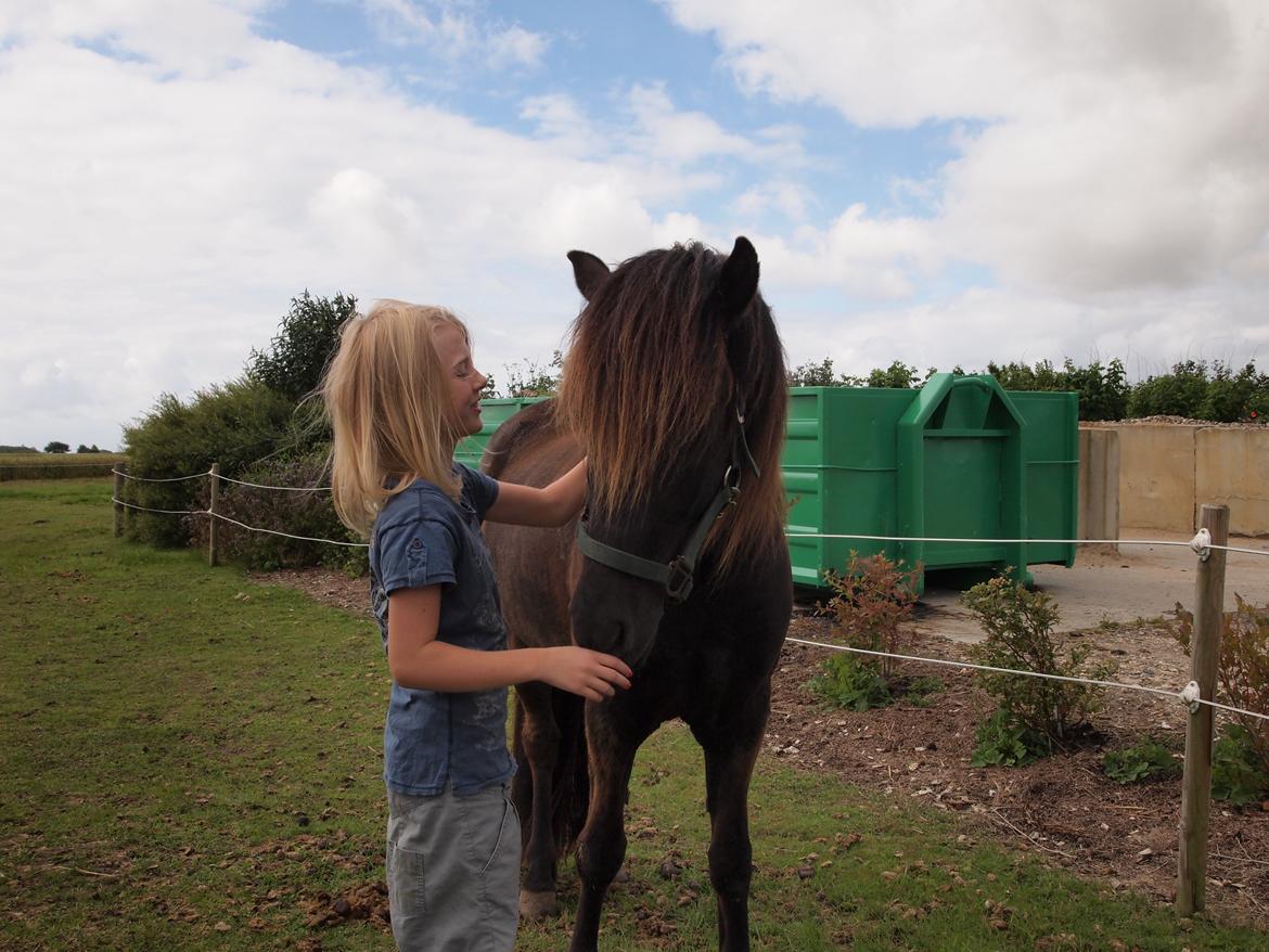 Islænder Kolfur fra Lipo billede 7