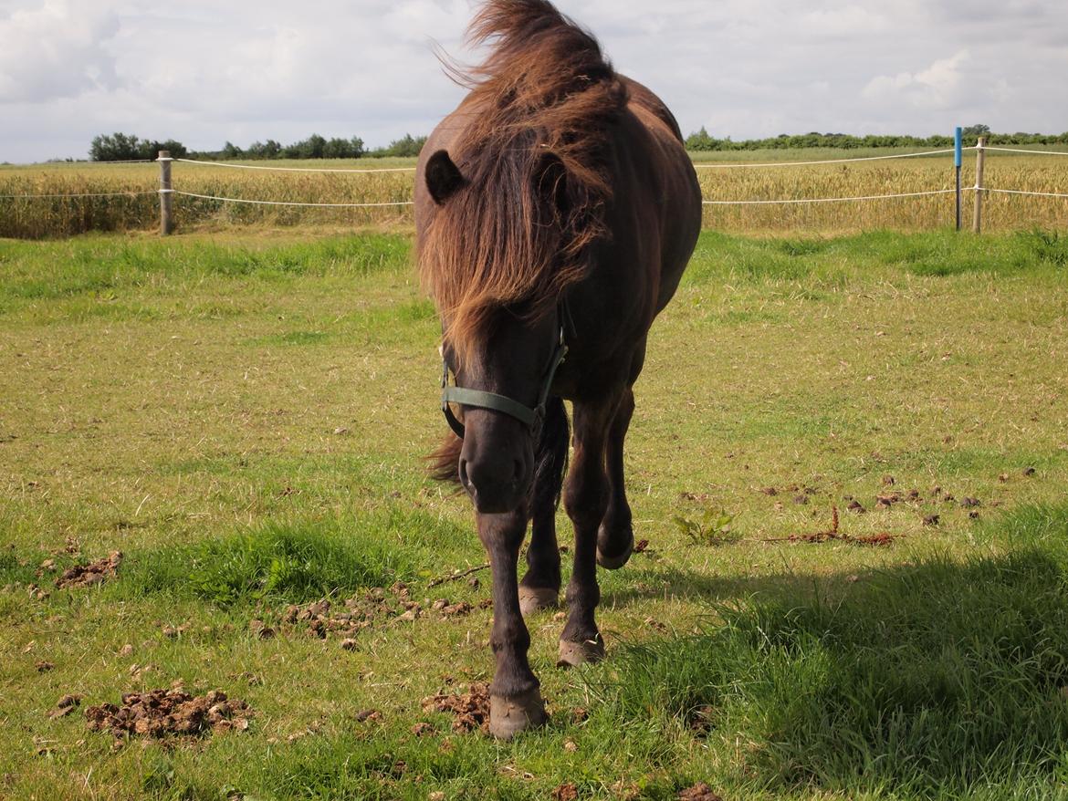 Islænder Kolfur fra Lipo billede 8