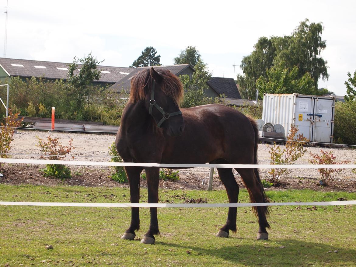 Islænder Kolfur fra Lipo billede 9