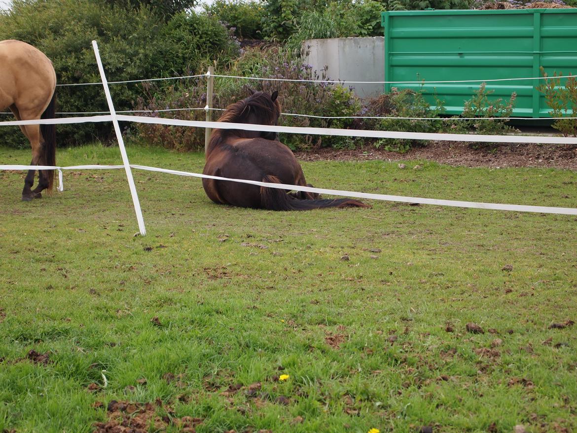 Islænder Kolfur fra Lipo billede 10