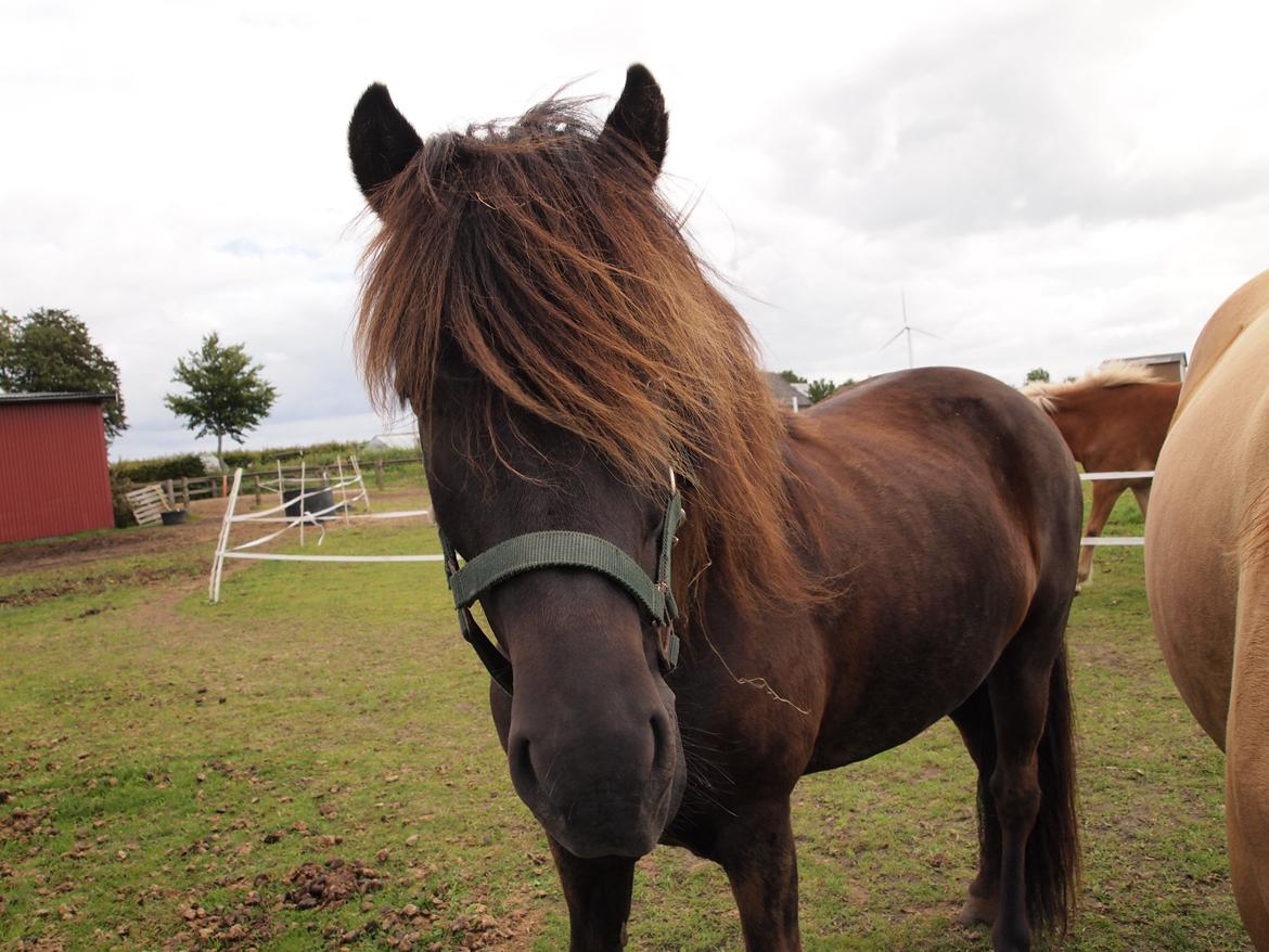 Islænder Kolfur fra Lipo billede 11