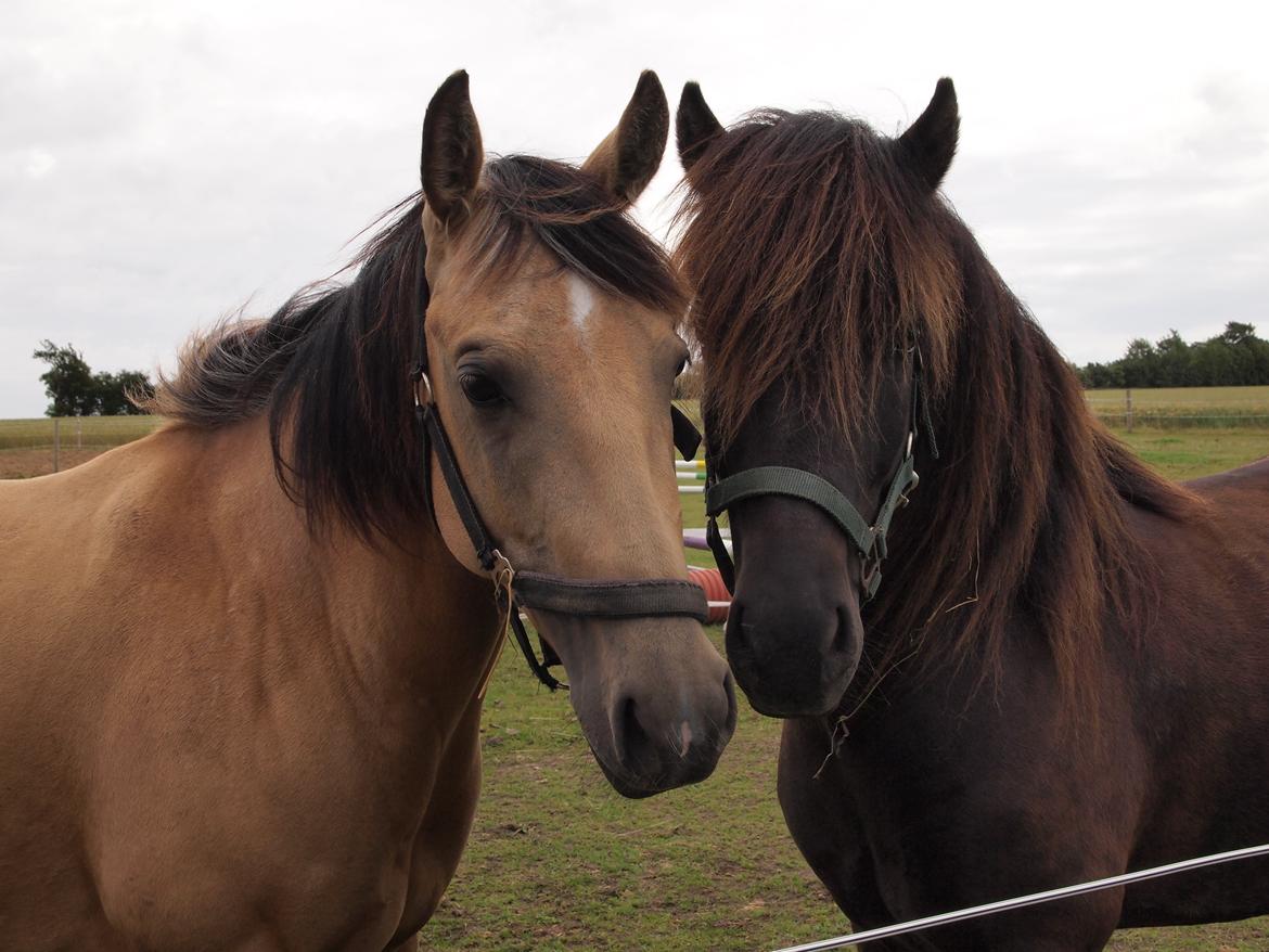 Islænder Kolfur fra Lipo billede 12