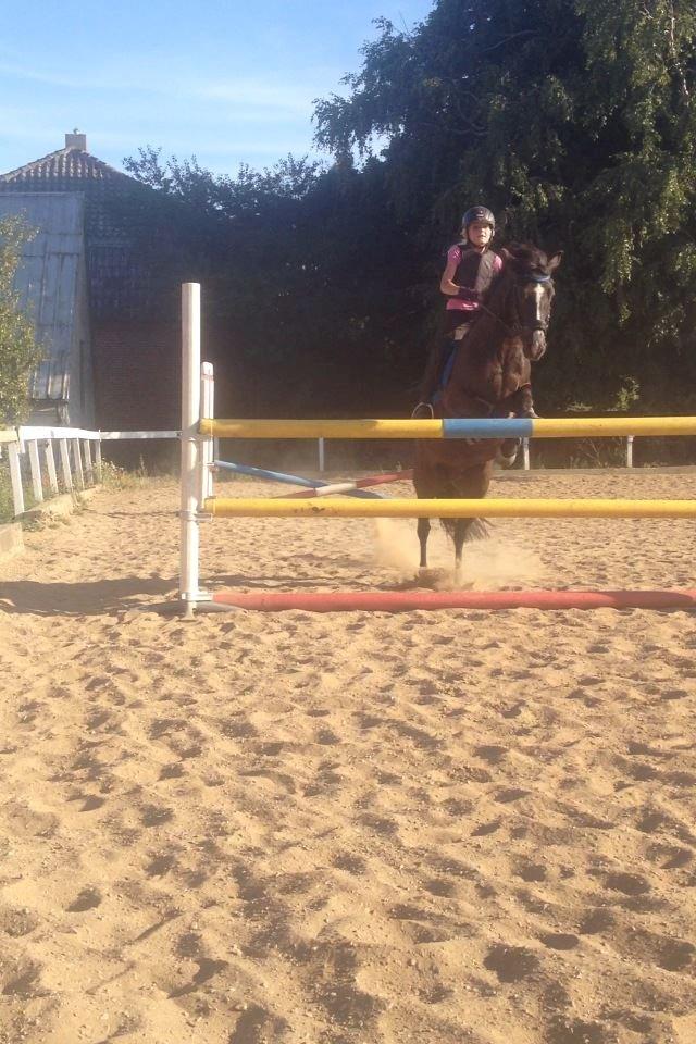 Anden særlig race Cirkeline - Jennifer og Cirkeline over 115 cm. billede 2