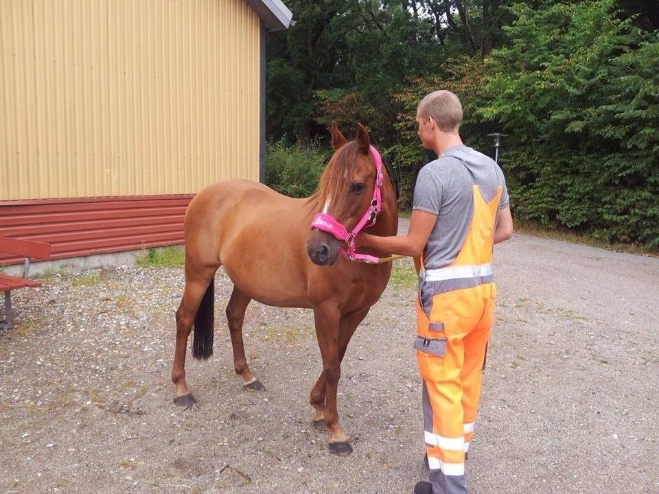 Anden særlig race pony - da hun lige var ankommet til mork <3 billede 3