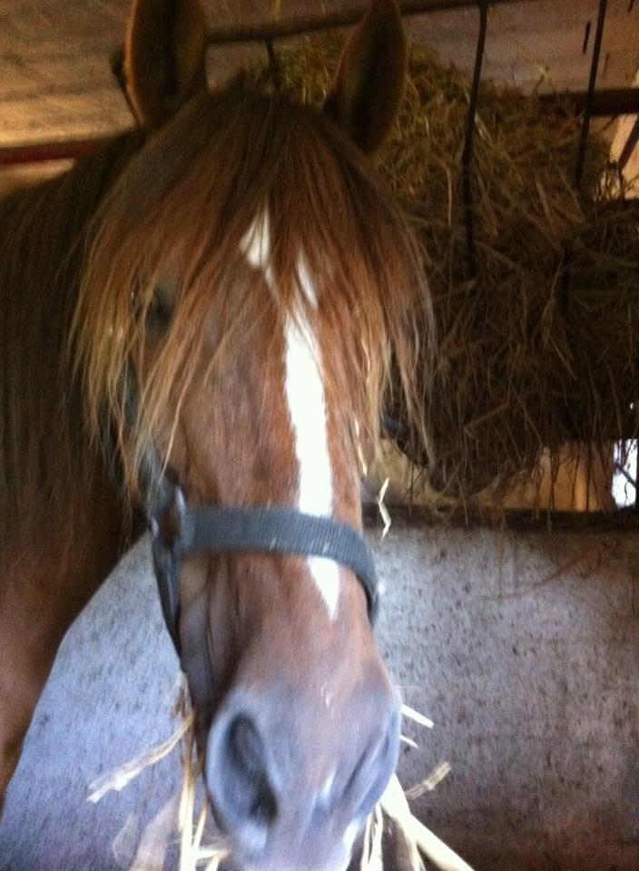 Anden særlig race pony - 1. gang jeg var oppe og prøve hende billede 5