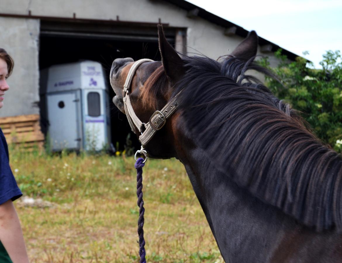 New Forest Krondalens Dropan billede 8