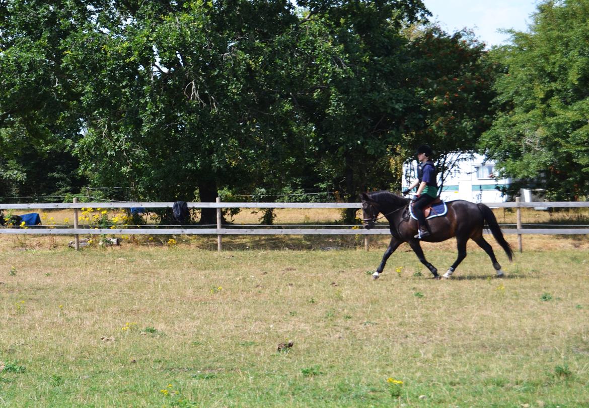 New Forest Krondalens Dropan billede 19