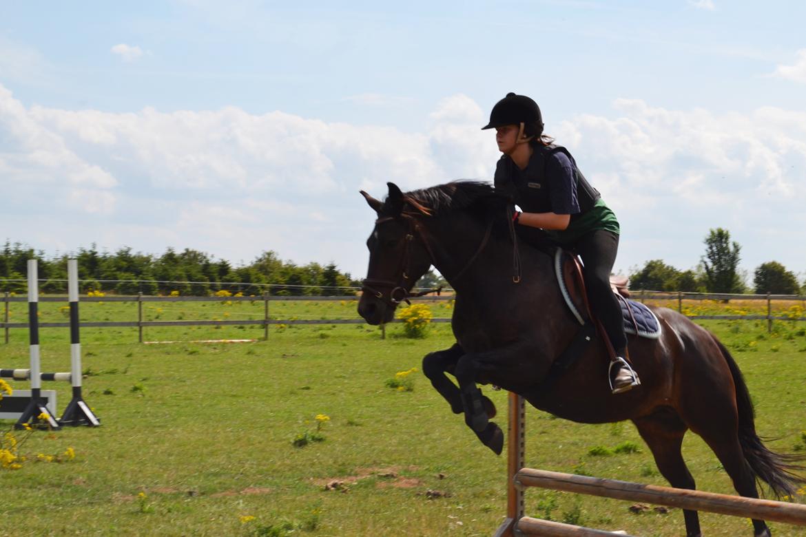 New Forest Krondalens Dropan billede 1